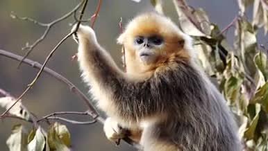 金丝猴小猴拥抱树木在森林里觅食视频的预览图